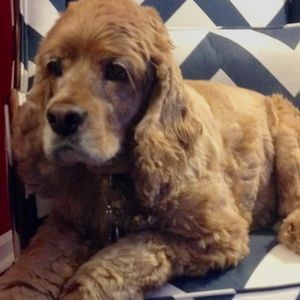 Meet your Posher, Caroline